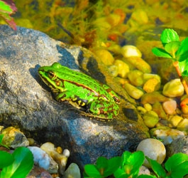 Ist Ihr Teich FIT – für das neue Jahr?