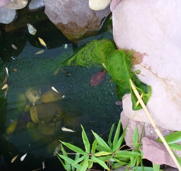 Fadenalgen im Gartenteich - Problemzone Flachwasserbereich