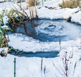 Jetzt an den Winter denken - Wohlbefinden für Teich- und Bewohner